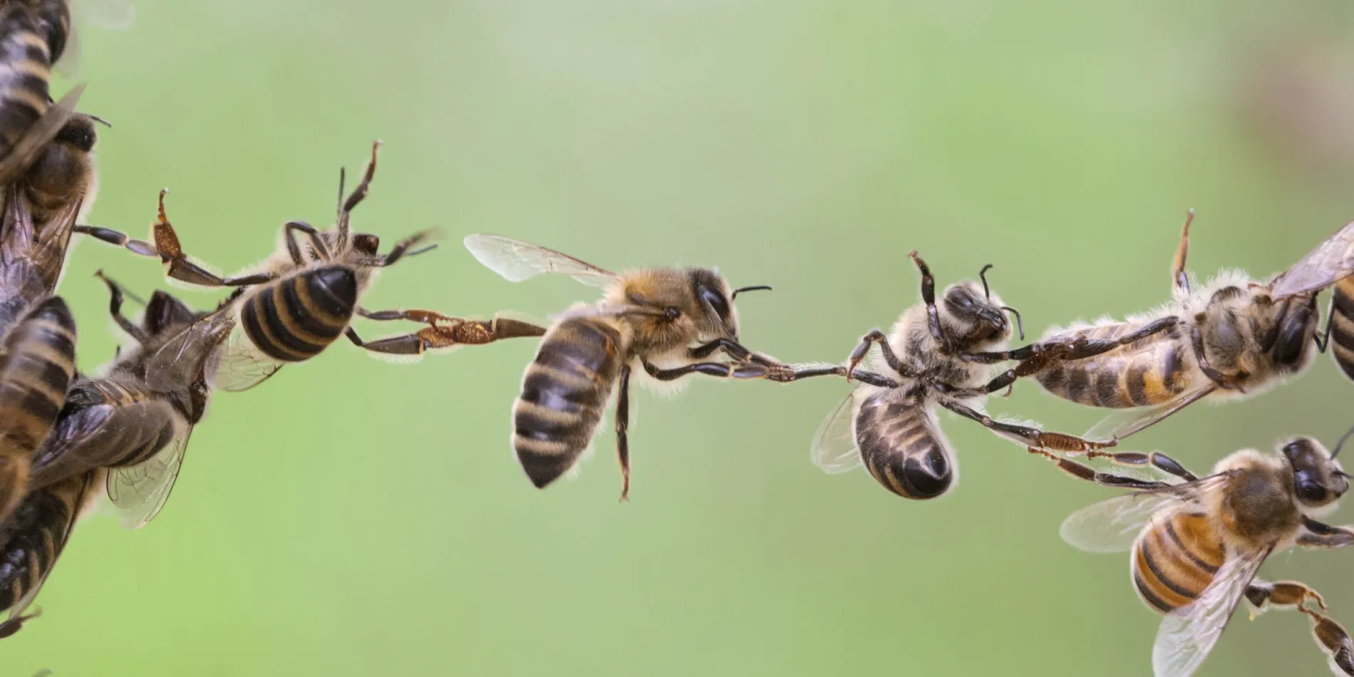 Bees forming a bridge between two combs
