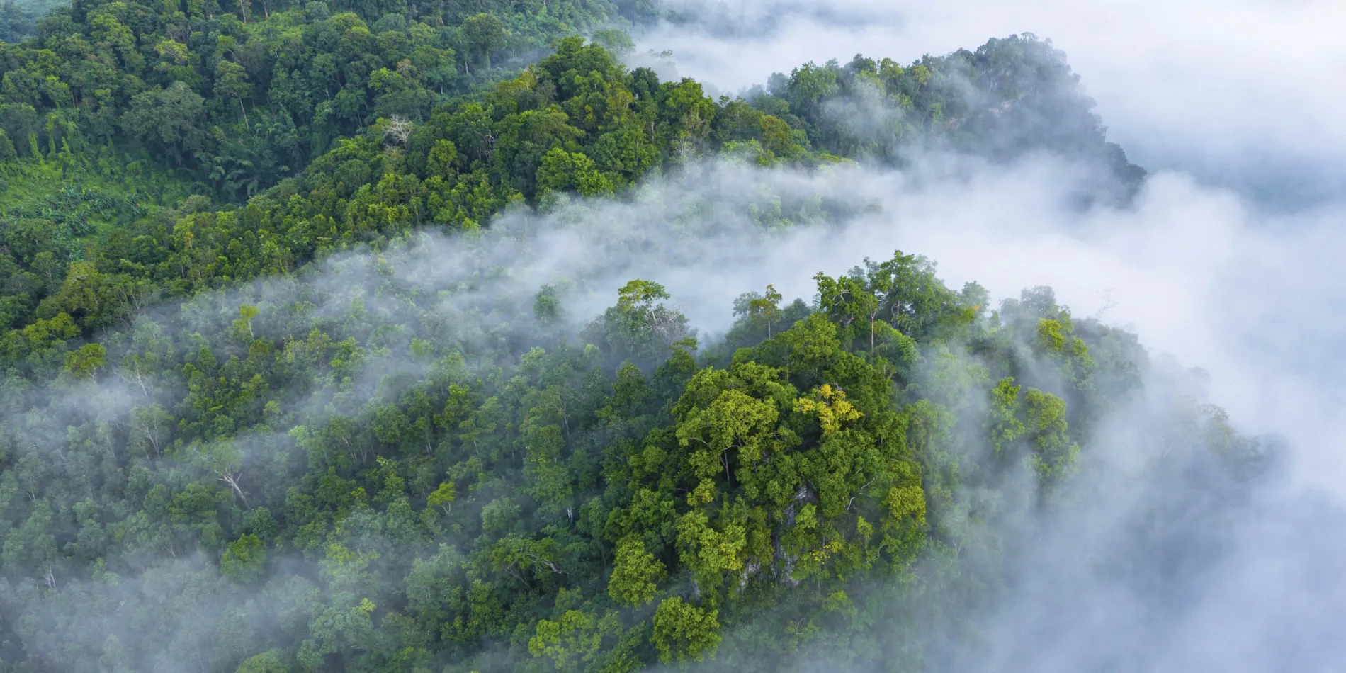 Mist above the treetops of a rainforest