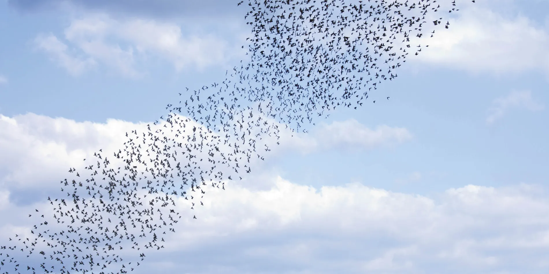 A flock of starlings in the evening sky