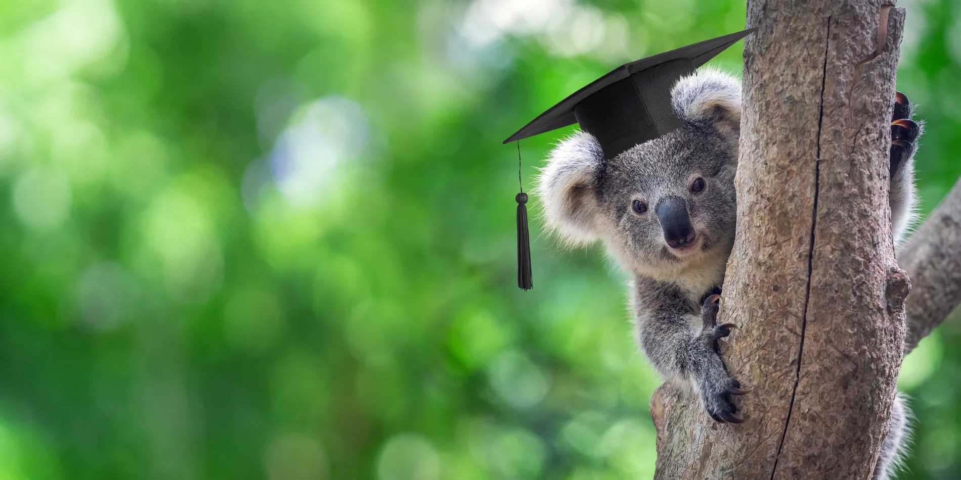 A koala wearing a graduation cap, in a tree