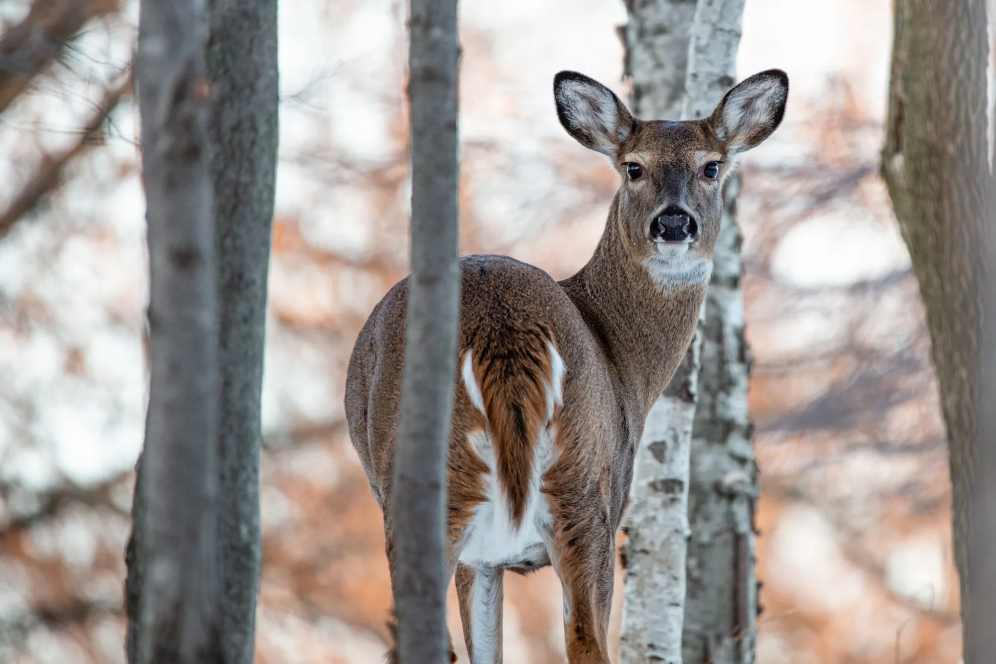 Biomimicry Nature Guide