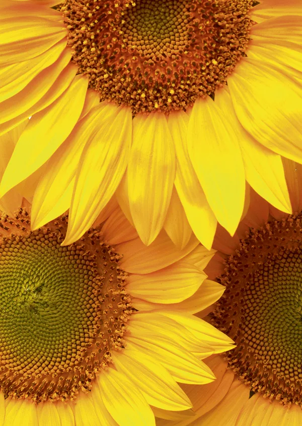 Biomimicry Product Development Manager